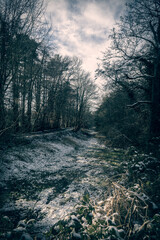 sunrise in the forest