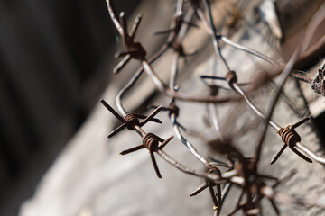 Metal barbed wire on a wooden background.