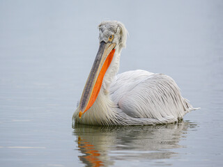images of Dalmatian pelicans in Kerkini, Greece