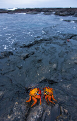 Ecuador. Parque Nacional de las Islas Galapagos. Zayapa (Grapsus grapsus).