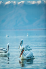 images of Dalmatian pelicans in Kerkini, Greece