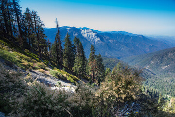 Alta Peak Sequoia National Park 