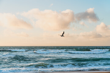 Fototapeta na wymiar Stormy sea, beautiful cloudy sky and flying pelican. Pacific ocean, California