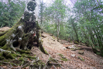 Climbing La larri llanos Pineta glacial cirque Huesca Aragon Spain