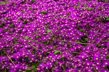 Fototapeta premium pink and purple flower field spring mood