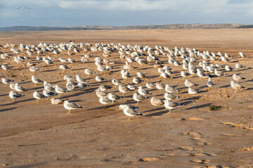 Great colony of seagulls on the beach at sunset, California Central Coast