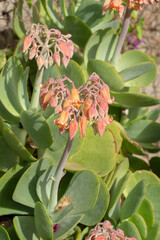 Fuerteventura Canary islands Spain on December 13, 2019. The historic town of Betancuria.