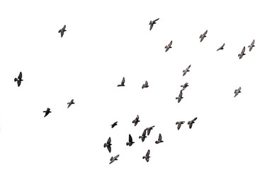 A flock of birds isolated on a white background.