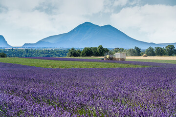 Obraz premium lavendel fields in Provence