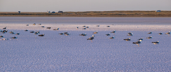 Seagull birds on sunset Genichesk pink extremely salty lake (colored by microalgae with crystalline salt depositions), Ukraine. Car models and people unrecognizable.