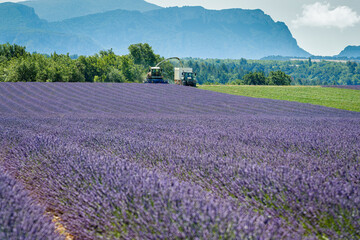 Fototapeta na wymiar lavendel fields in Provence