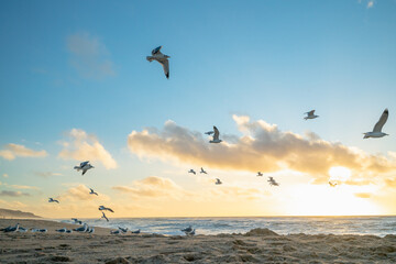 Fototapeta na wymiar Tropical beach sunset and flock of flying birds, California