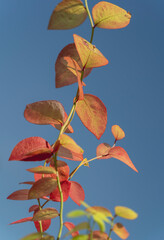 Greenhouse experiment of a blueberry plant