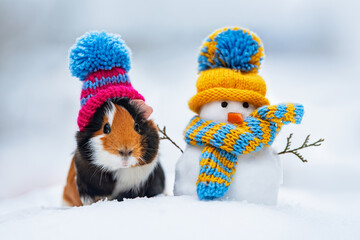 Lovely guinea pig dressed in a knitted hat with funny warm dressed snowman in winter