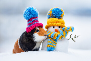 Lovely guinea pig dressed in a knitted hat with funny warm dressed snowman in winter