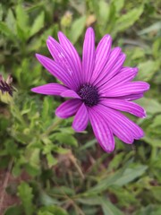 Fototapeta premium cosmos flower in the garden
