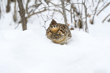 Ruffed Grouse Standing on Snow in Winter, Closeup Portrait