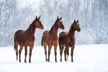 Naklejka na ściany i meble Group of three Don breed horses standing on the field in winter. Russian golden horse.