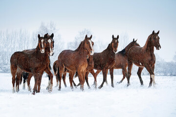 Naklejka na ściany i meble Herd of Don breed horses running on the field in winter. Russian golden horse.