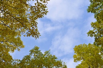 While walking in the forest and gazing above through the cluster of leaves that are turning into beautiful autumn colours, emerges light and airy white clouds that flow freely in the clear, blue sky. 