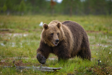 Obraz na płótnie Canvas Image of brown bear in Finland