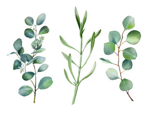 Watercolor set of green eucalyptus branch isolated on white background. Hand painted spring or summer flowers for invitation, wedding or greeting cards.