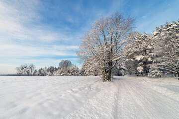 Road at white winter landscape in the forest