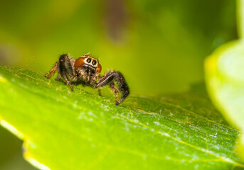 Jumping spider on an abandoned vine leaf