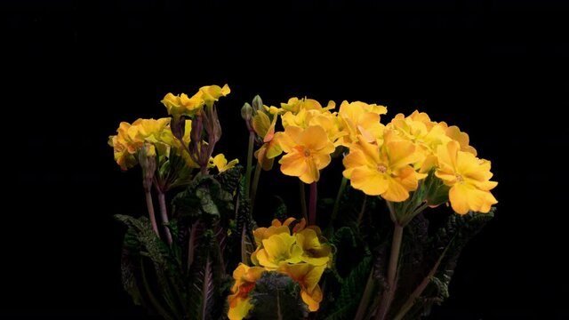 Yellow primrose flowers on a black background, time lapse, 4k