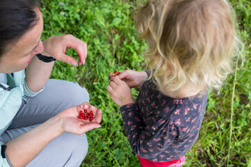 Obraz premium Mother and daughter picking redcurrant from their organic garden.