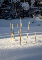 reeds in the snow