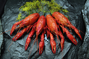 Cangrejos rojo de río