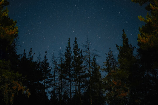 Milky Way rises over the pine trees on a foreground Star night over woodland