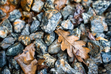 wet frozen small stones standing on the ground on which some brown autumn leaves of oak have fallen
