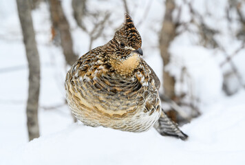 Ruffed Grouse Standing on Snow in Winter, Closeup Portrait