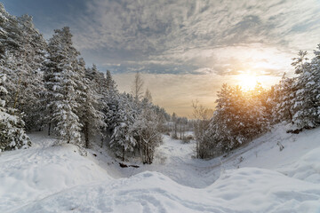 Fototapeta na wymiar White winter landscape in the forest