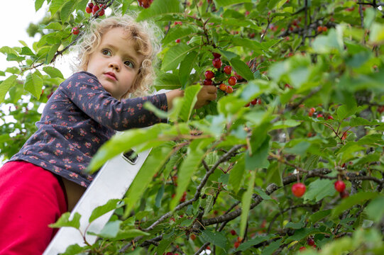 Cute blonde girl picking a cherry tree from a ladder.