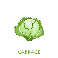 Fresh green cabbage vegetable isolated. cabbage for farm market, vegetarian salad recipe design. Vector illustration in flat style