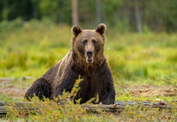 Plakat Image of brown bear in Finland