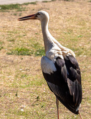 White stork standing in the grass