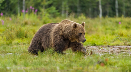 Plakat Image of brown bear in Finland