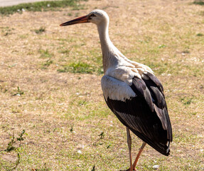 White stork standing in the grass