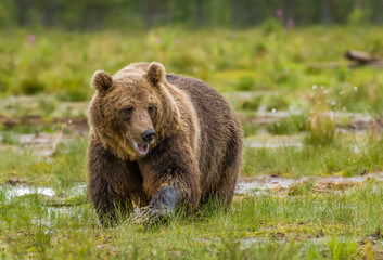 Fototapeta na wymiar Image of brown bear in Finland