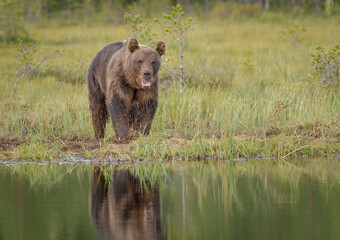 Naklejka na ściany i meble Image of brown bear in Finland