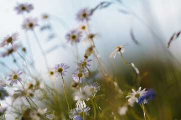 Delicate floral background with daisies in the evening light. Soft focus shooting from below