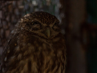 Little owls at the zoo not looking at the camera