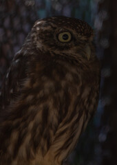 Little owls at the zoo not looking at the camera