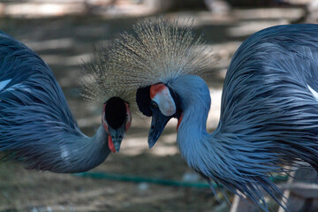 Fototapeta premium Portrait of a gray crowned crane in the zoo