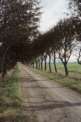 Fototapeta premium kleine Allee