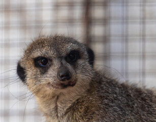 meerkat at the zoo Close-up